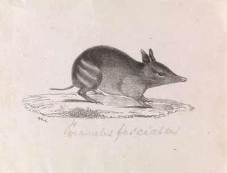 Bandicoot rayé occidental, Perameles bougainville